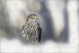 <p>JESTŔÁB LESNÍ (Accipiter gentilis)</p>